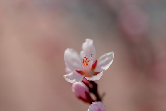 花卉