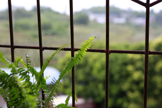 清新素雅