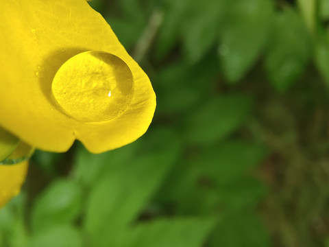 花瓣上的一滴水珠