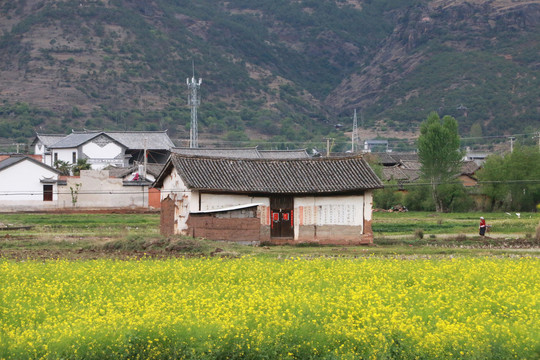 云南喜洲古镇油菜花田