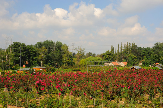 花木繁育基地