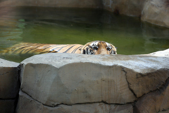 泡澡的老虎