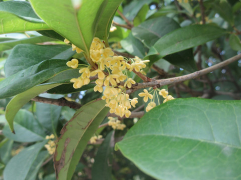 桂花飘香