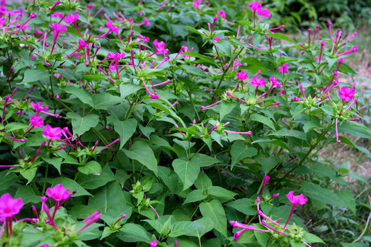 紫茉莉花