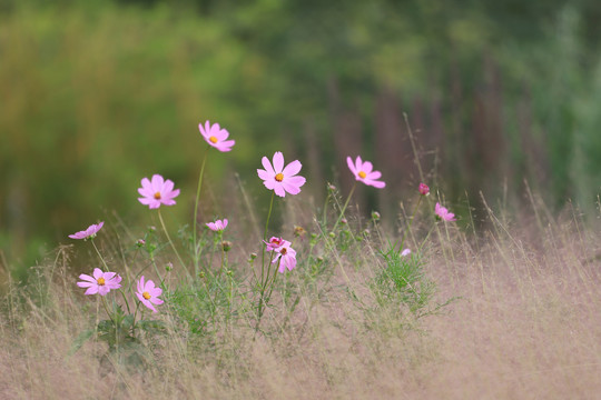 格桑花特写