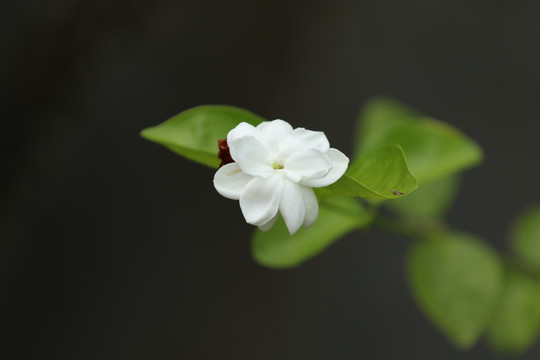 栀子花