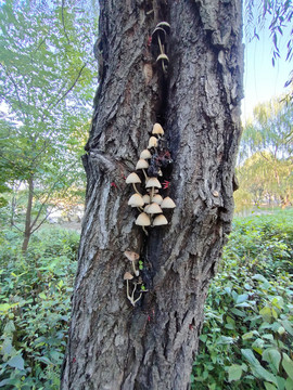树上的小蘑菇