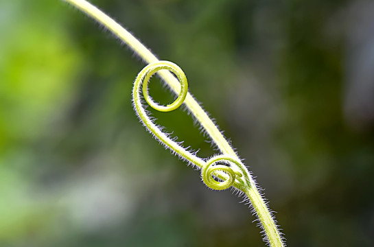 植物螺旋图形