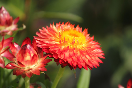 春天户外一片菊花