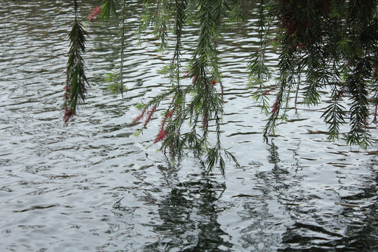 池塘里的一群锦鲤鱼