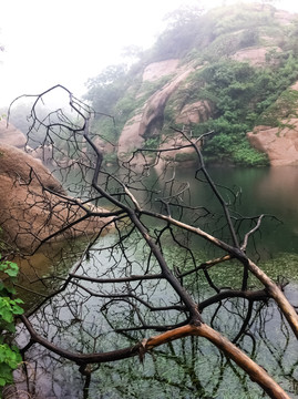 中原盆景