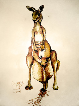 美术手绘动物袋鼠插画高清大图