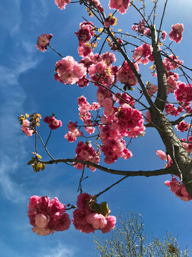 樱花天空