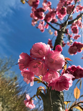 樱花特写花卉