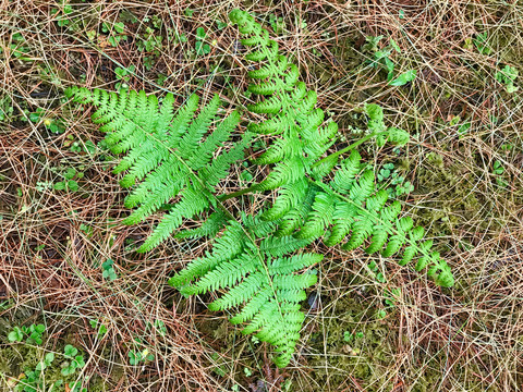 绿色植物潮湿蕨类