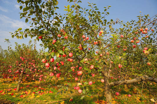 苹果树成熟