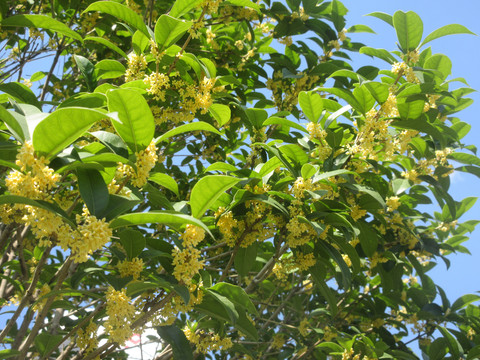 桂花飘香