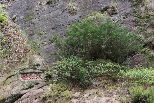 武夷山大红袍母树