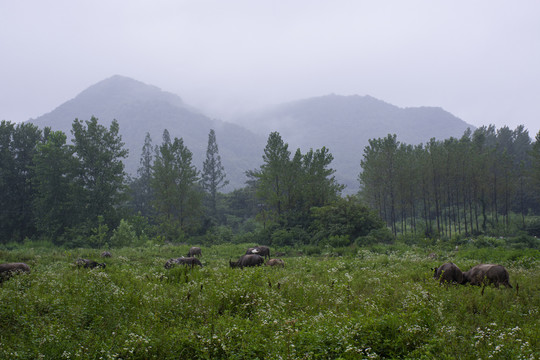 山野