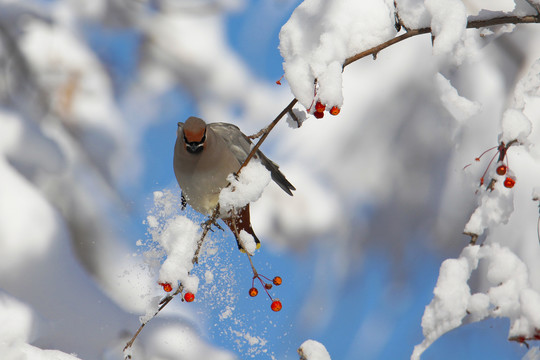 大雪中觅食的太平鸟美餐浆果