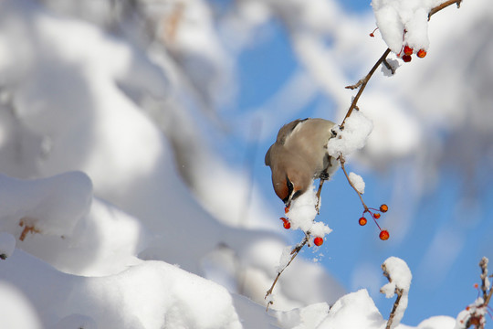 大雪中觅食的太平鸟美餐浆果
