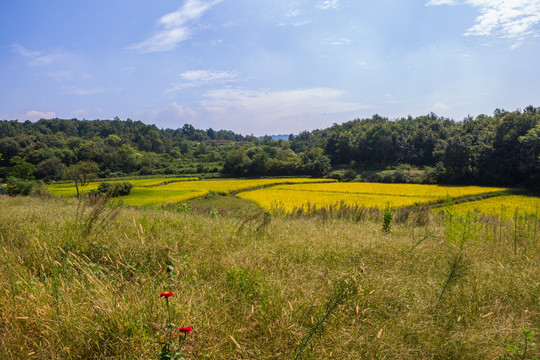 稻田