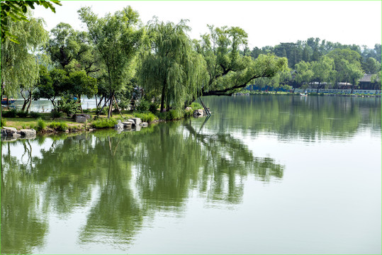 湖岸树影