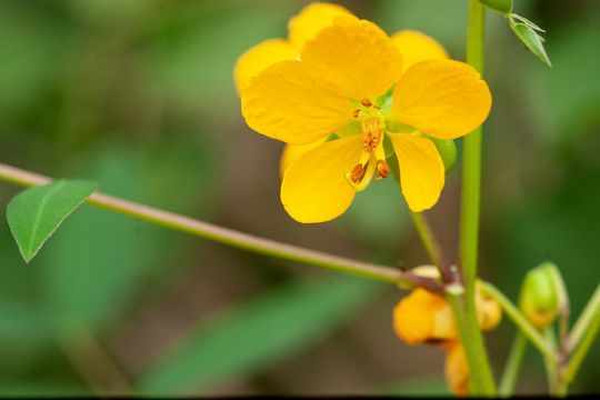 决明子花