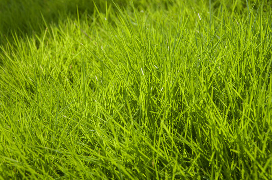 马尼拉草草丛