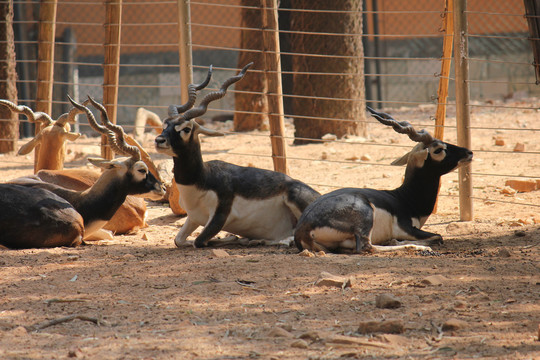 休息的非洲旋角羚