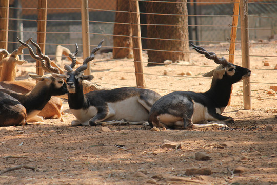 休息的非洲旋角羚