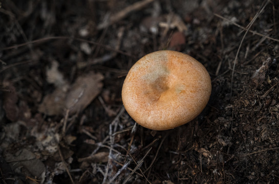 野生蘑菇松树菌