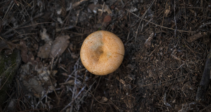 野生蘑菇松树菌