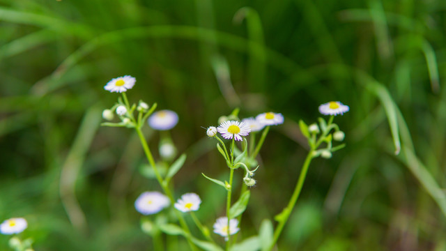 路边小白菊