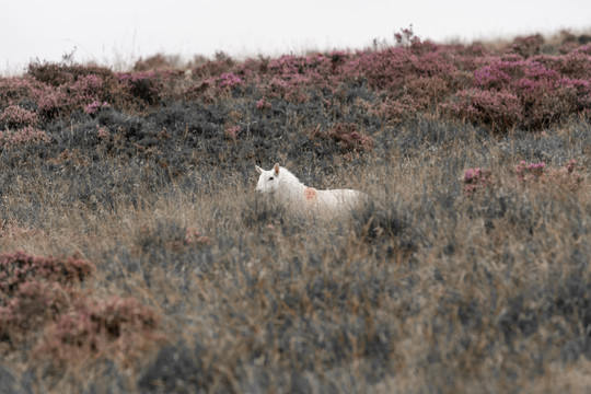 威尔士山谷绵羊