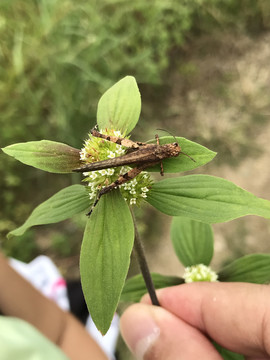 蚱蜢蝗虫