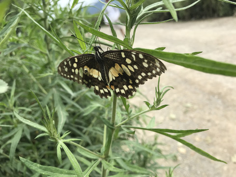 昆虫蝴蝶