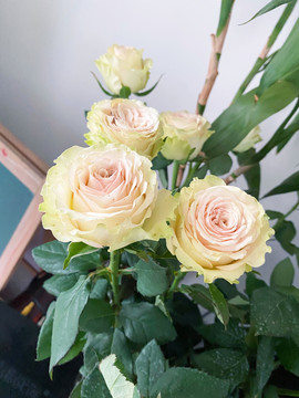 玫瑰花