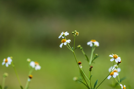 鬼针草