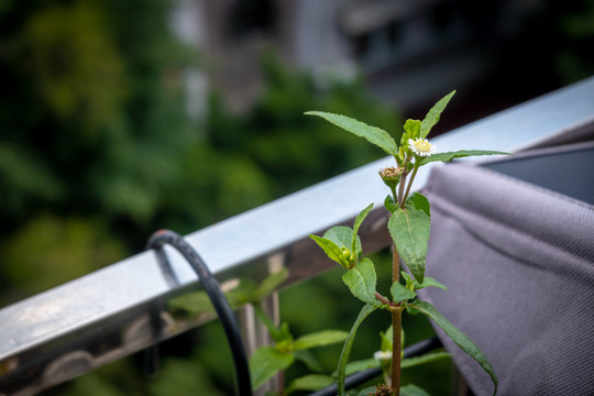小花小草