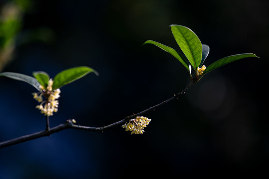 桂花