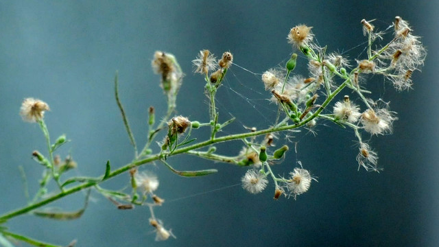 小蓬草