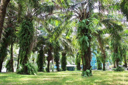 椰子树上的蕨类植物