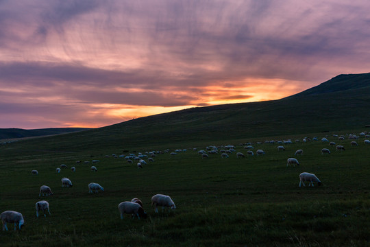 草原牧场日落羊群