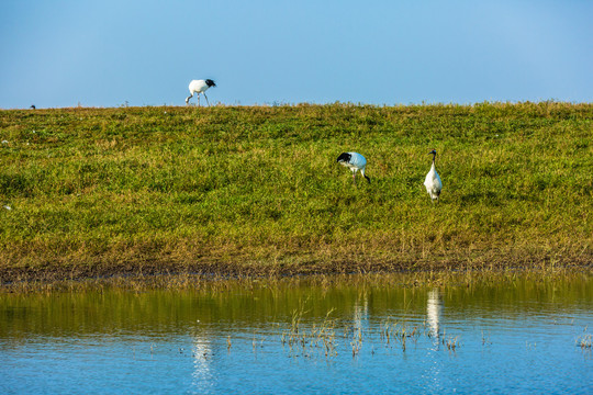 湿地草坪丹顶鹤