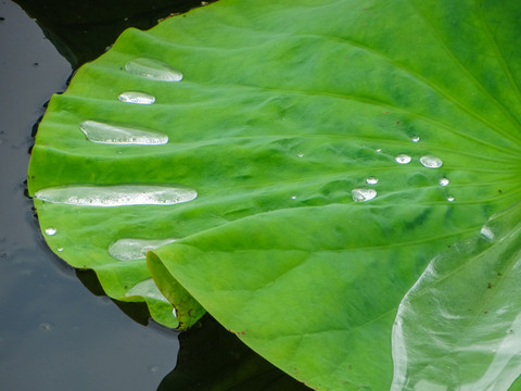 荷叶雨水