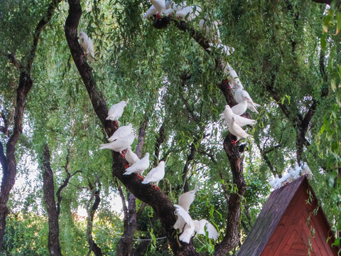树梢白鸽