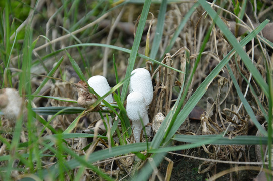 葱柄白鬼伞毒