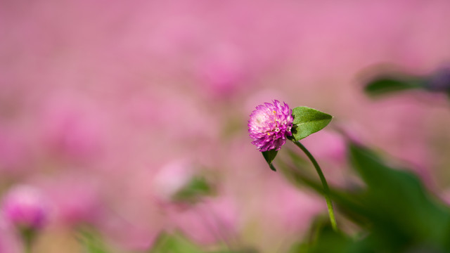 花卉