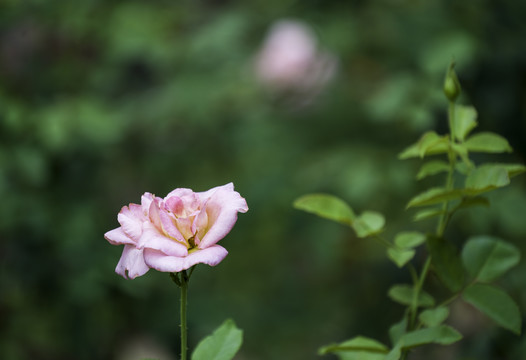 玫瑰花